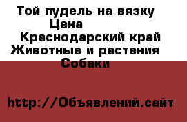 Той-пудель на вязку › Цена ­ 3 000 - Краснодарский край Животные и растения » Собаки   